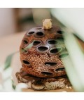 Aroma Pod Diffuser | Banksia | Medium